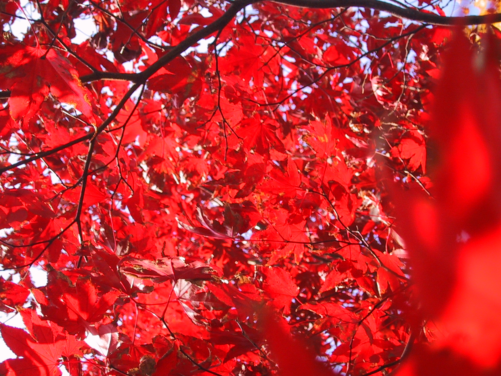 Big Red Tree