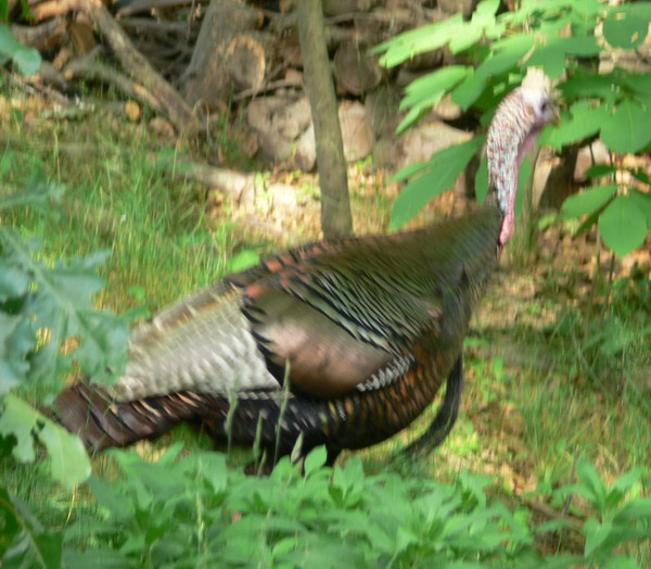 a turkey